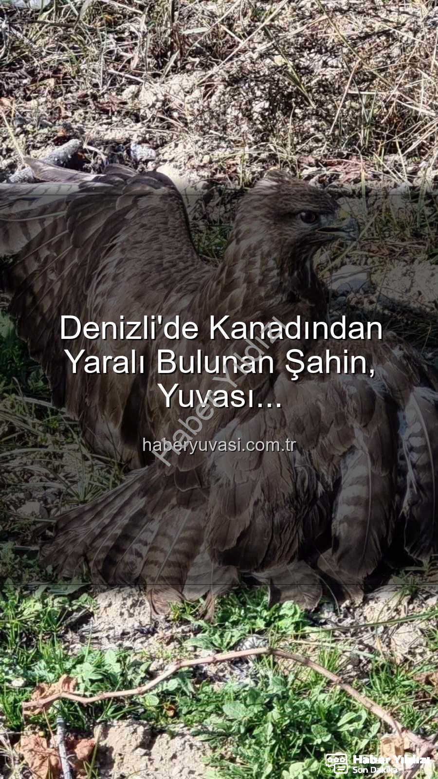 yaralı şahin - Denizli'de Kanadından Yaralanan Şahin Yaşam Mücadelesi Veriyor: Tedavi Altına Alındı