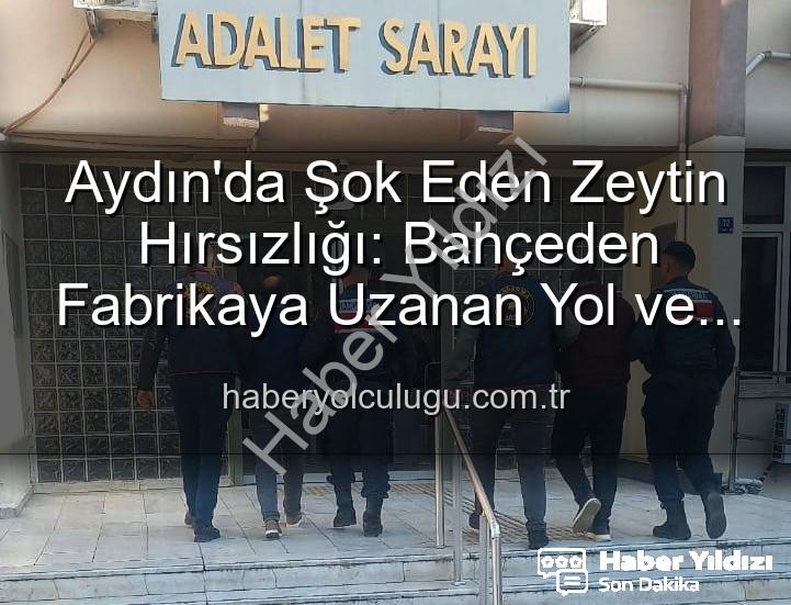zeytin hırsızlığı aydın - Aydın'da Zeytin Hırsızlığı Şoku: Bahçeden Fabrikaya Uzanan Zincir Çözüldü, 2 Gözaltı