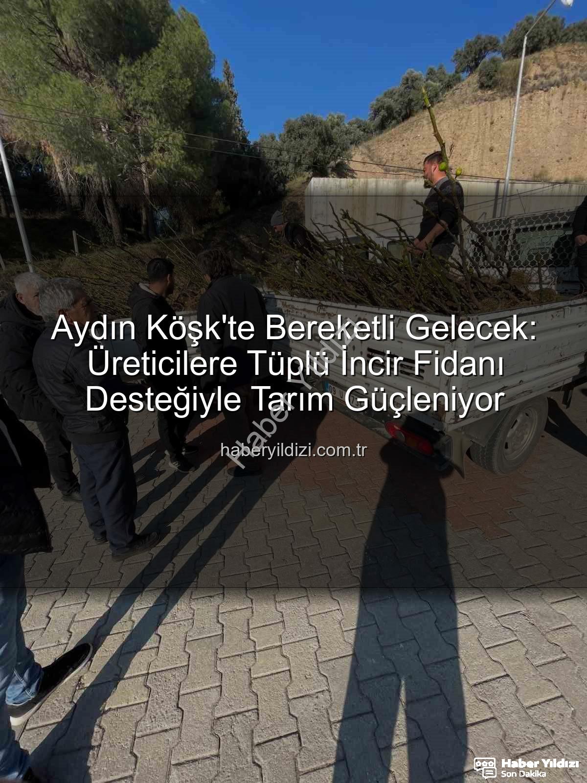 tüplü incir fidanı - Aydın Köşk'te Bereketli Gelecek: Üreticilere Tüplü İncir Fidanı Desteğiyle Tarım Güçleniyor