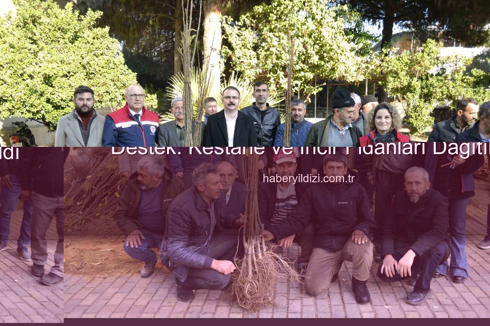 Sultanhisar fidan dağıtımı - Sultanhisar'da Üreticilere Bereketli Bir Destek: Kestane ve İncir Fidanları Dağıtıldı