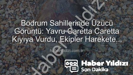 Bodrum Sahillerinde Üzücü Görüntü: Yavru Caretta Caretta Kıyıya Vurdu, Ekipler Harekete Geçti