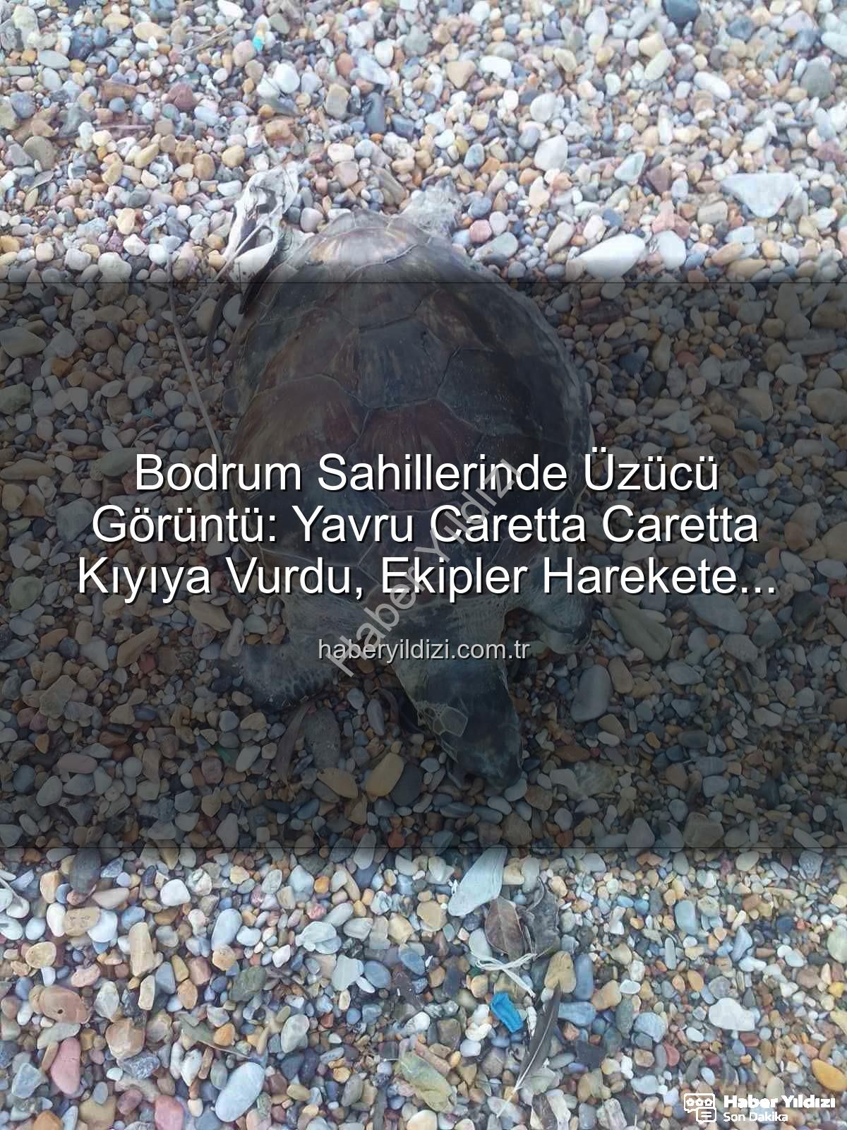 yavru caretta caretta - Bodrum Sahillerinde Üzücü Görüntü: Yavru Caretta Caretta Kıyıya Vurdu, Ekipler Harekete Geçti