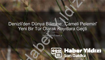 Denizli’den Dünya Bilimine: ‘Çameli Pelemiri’ Yeni Bir Tür Olarak Kayıtlara Geçti