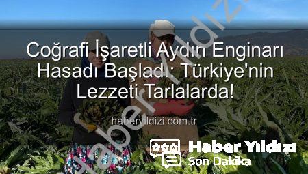 Coğrafi İşaretli Aydın Enginarı Hasadı Başladı: Türkiye’nin Lezzeti Tarlalarda!