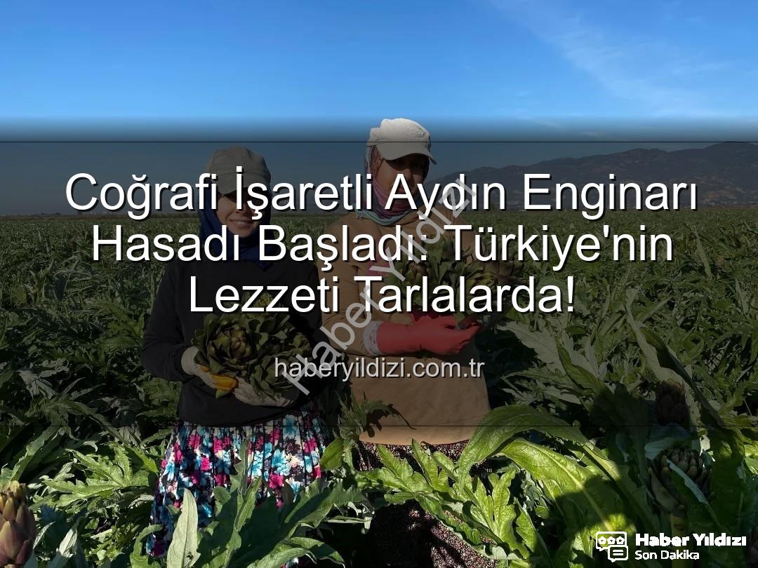 Aydın Enginarı - Coğrafi İşaretli Aydın Enginarı Hasadı Başladı: Türkiye'nin Lezzeti Tarlalarda!