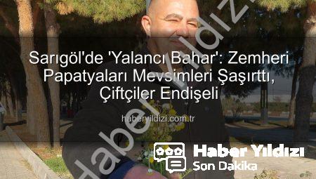 Sarıgöl’de ‘Yalancı Bahar’: Zemheri Papatyaları Mevsimleri Şaşırttı, Çiftçiler Endişeli