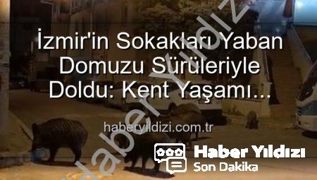 İzmir’in Sokakları Yaban Domuzu Sürüleriyle Doldu: Kent Yaşamı Tehlikede mi?
