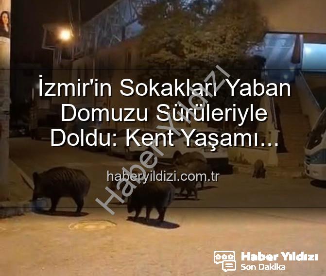 yaban domuzu - İzmir'in Sokakları Yaban Domuzu Sürüleriyle Doldu: Kent Yaşamı Tehlikede mi?